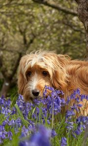 Preview wallpaper dog, grass, walks, flowers, tree