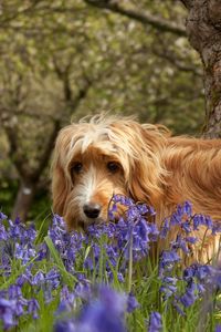 Preview wallpaper dog, grass, walks, flowers, tree
