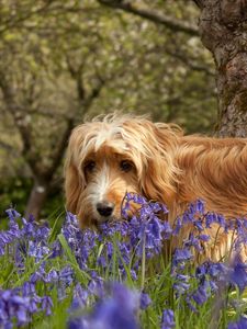 Preview wallpaper dog, grass, walks, flowers, tree