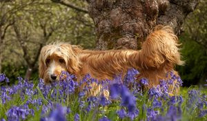 Preview wallpaper dog, grass, walks, flowers, tree