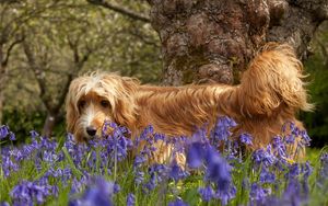 Preview wallpaper dog, grass, walks, flowers, tree