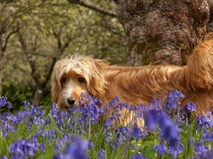 Preview wallpaper dog, grass, walks, flowers, tree