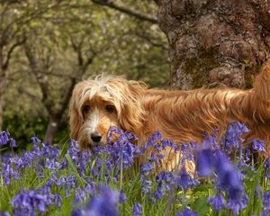 Preview wallpaper dog, grass, walks, flowers, tree