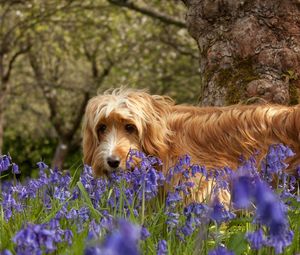 Preview wallpaper dog, grass, walks, flowers, tree