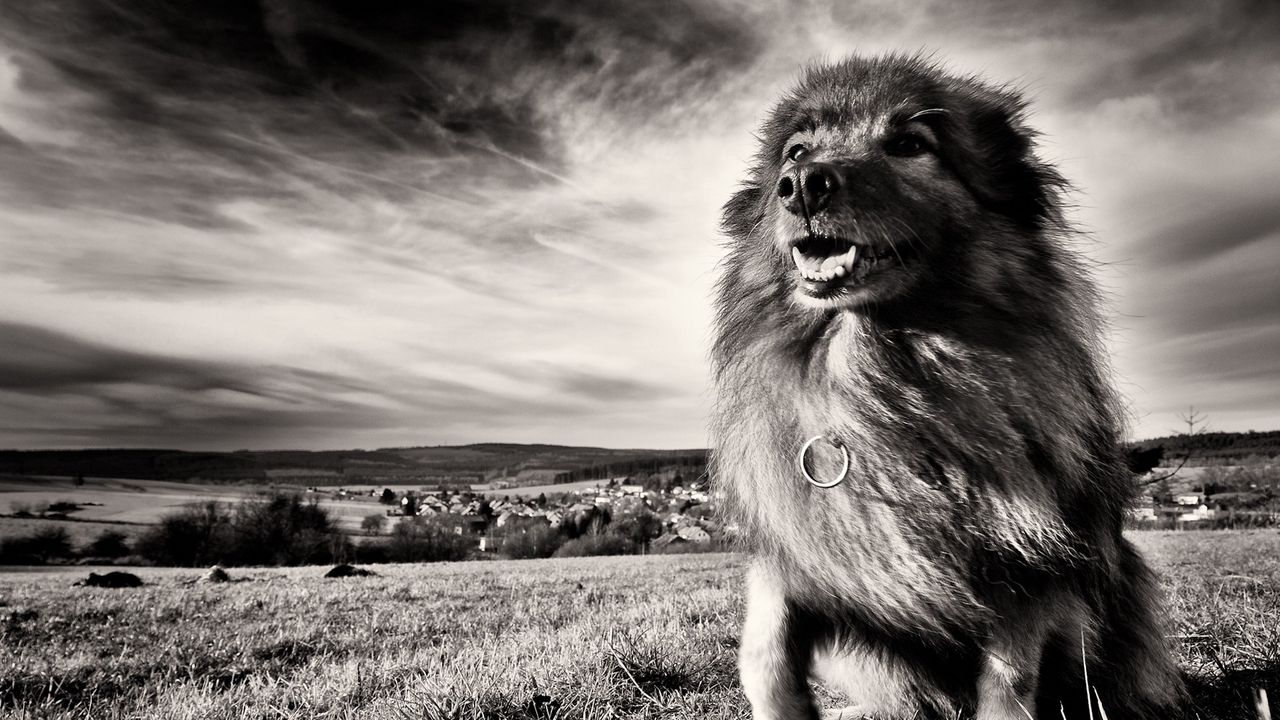 Wallpaper dog, grass, wind, black and white