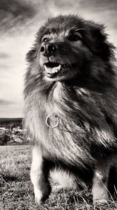 Preview wallpaper dog, grass, wind, black and white