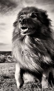 Preview wallpaper dog, grass, wind, black and white