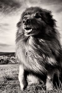 Preview wallpaper dog, grass, wind, black and white