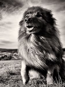 Preview wallpaper dog, grass, wind, black and white