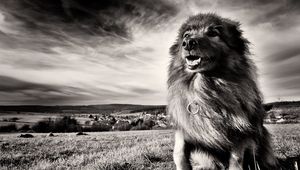 Preview wallpaper dog, grass, wind, black and white