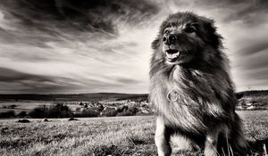 Preview wallpaper dog, grass, wind, black and white