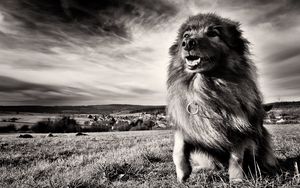 Preview wallpaper dog, grass, wind, black and white