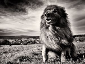 Preview wallpaper dog, grass, wind, black and white