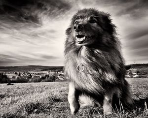 Preview wallpaper dog, grass, wind, black and white