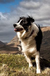 Preview wallpaper dog, grass, wind