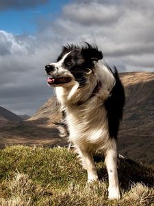 Preview wallpaper dog, grass, wind