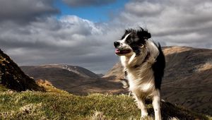 Preview wallpaper dog, grass, wind