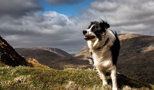 Preview wallpaper dog, grass, wind