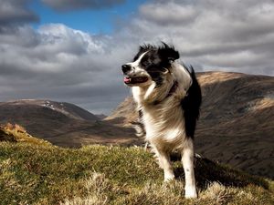 Preview wallpaper dog, grass, wind