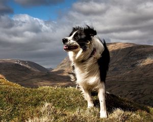 Preview wallpaper dog, grass, wind