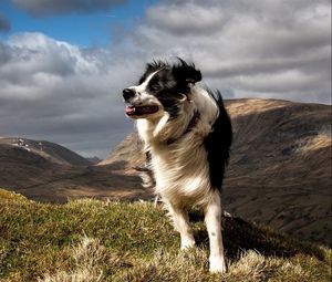 Preview wallpaper dog, grass, wind