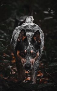Preview wallpaper dog, gray, glance, pet, animal