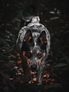 Preview wallpaper dog, gray, glance, pet, animal