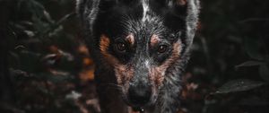 Preview wallpaper dog, gray, glance, pet, animal