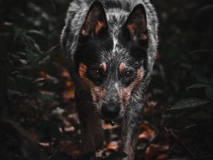 Preview wallpaper dog, gray, glance, pet, animal