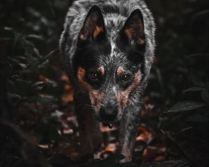 Preview wallpaper dog, gray, glance, pet, animal