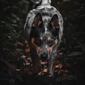 Preview wallpaper dog, gray, glance, pet, animal