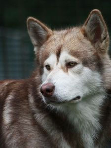 Preview wallpaper dog, grief, muzzle, brown, white