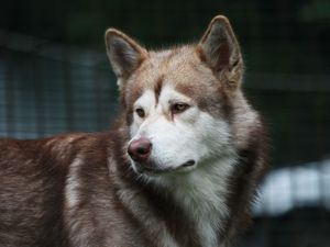 Preview wallpaper dog, grief, muzzle, brown, white