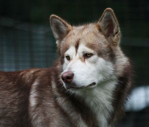 Preview wallpaper dog, grief, muzzle, brown, white