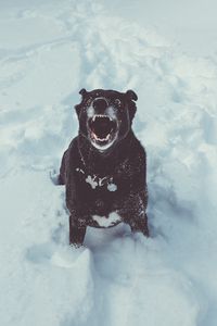 Preview wallpaper dog, grin, snow