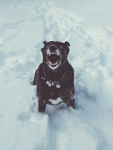 Preview wallpaper dog, grin, snow