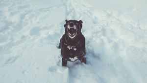 Preview wallpaper dog, grin, snow