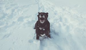 Preview wallpaper dog, grin, snow