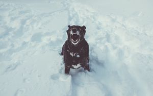 Preview wallpaper dog, grin, snow