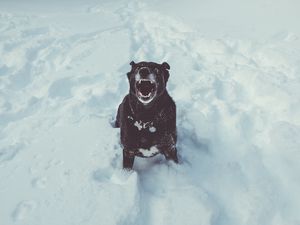 Preview wallpaper dog, grin, snow