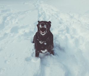 Preview wallpaper dog, grin, snow