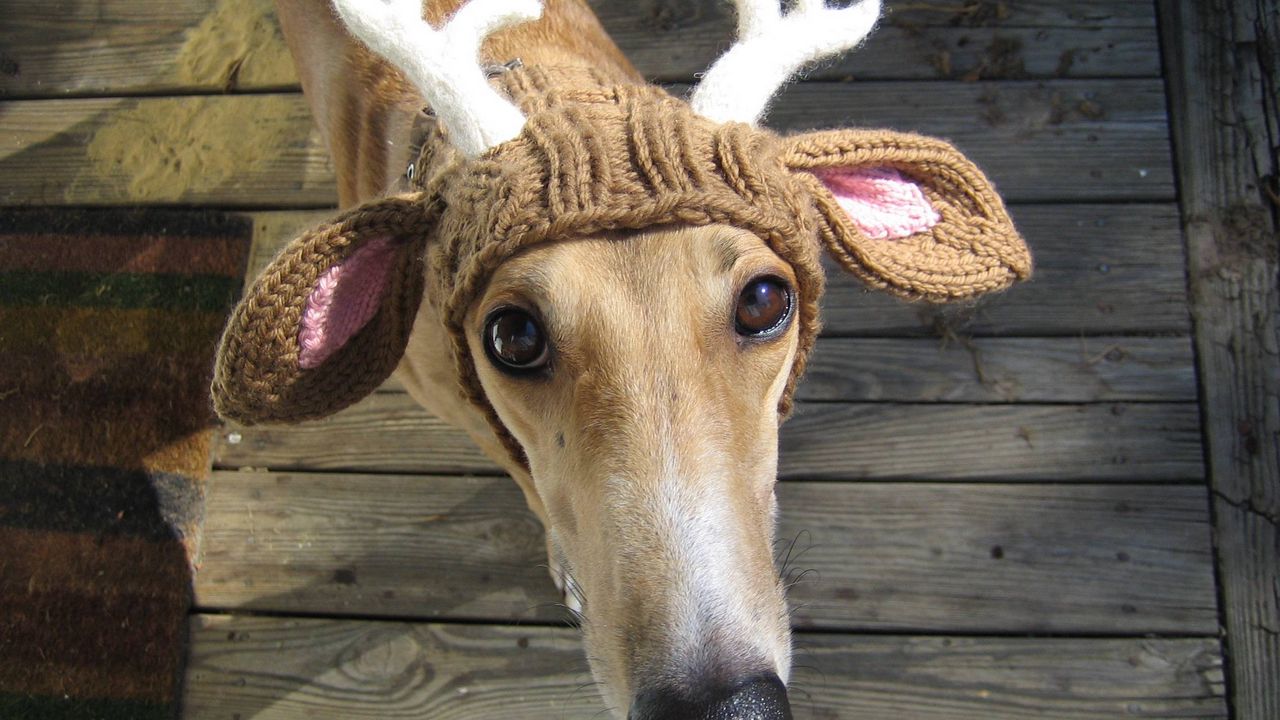 Wallpaper dog, hat, deer