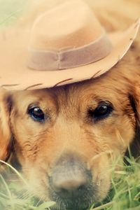 Preview wallpaper dog, hat, eyes, sadness