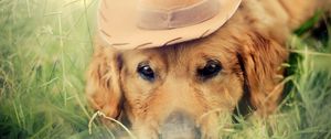 Preview wallpaper dog, hat, eyes, sadness