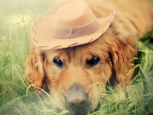 Preview wallpaper dog, hat, eyes, sadness