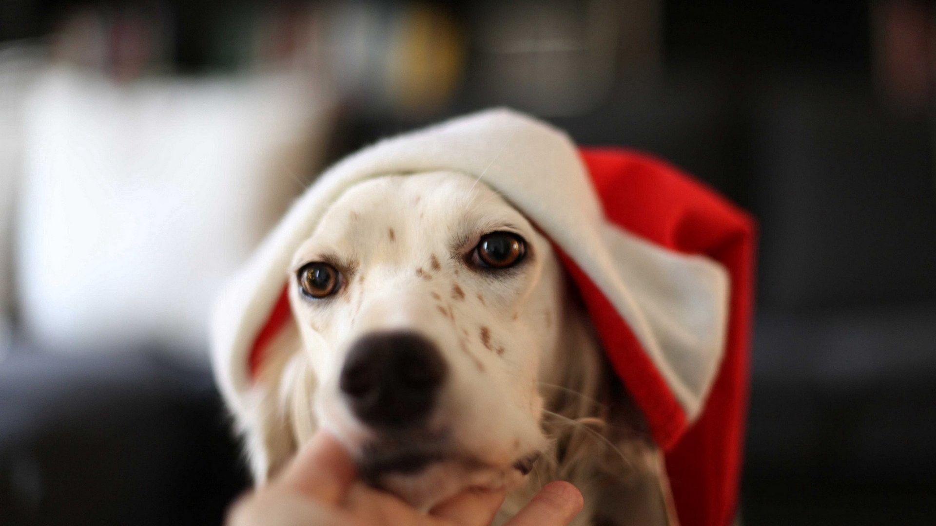 Download wallpaper 1920x1080 dog, hat, eyes full hd, hdtv, fhd, 1080p ...