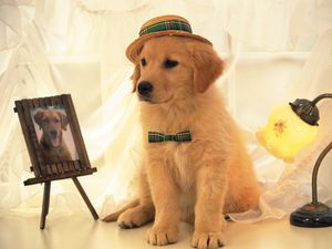 Preview wallpaper dog, hat, portrait, light