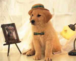 Preview wallpaper dog, hat, portrait, light