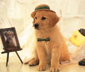 Preview wallpaper dog, hat, portrait, light