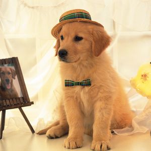 Preview wallpaper dog, hat, portrait, light